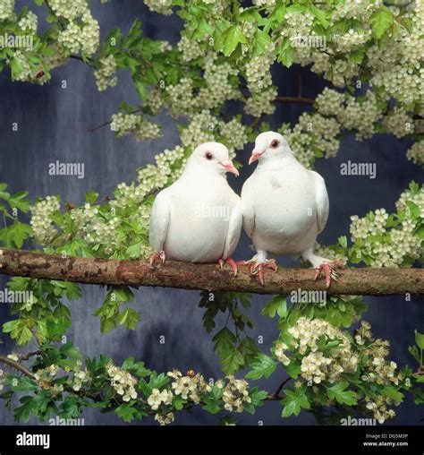 Two Doves Image Hi Res Stock Photography And Images Alamy