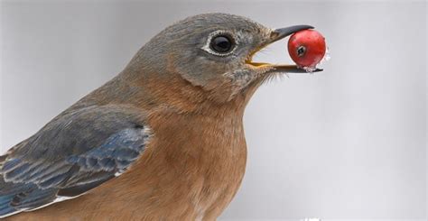 Cropped Bluebird Female Eating Dogwood Berry Roads End Naturalist