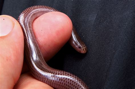 Blackish Blind Snake Alephrocco