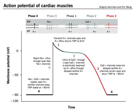 Action Potential Of Cardiac Muscles Top Nursing Schools Online