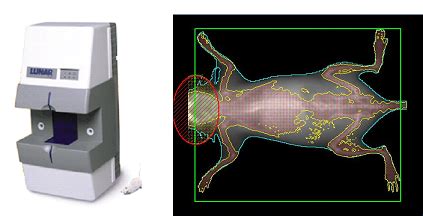 Dexa Imaging Biomedical Research Imaging Center