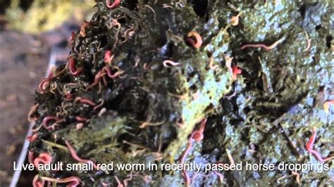 Live Small Adult Redworm In Recently Passed Horse Poo Youtube