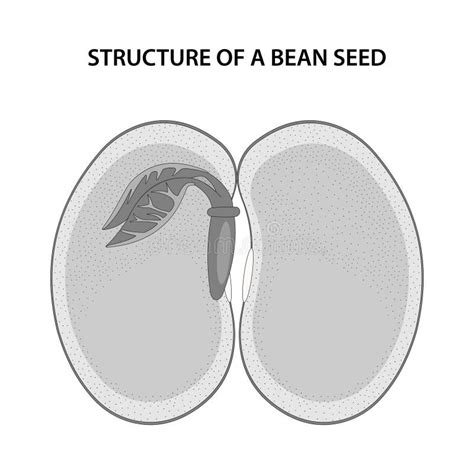 Structure Of A Bean Seed Diagram Unlabelled Stock Vector