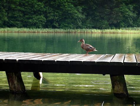 Duck The Wild Duck Lake Bridge Bird Wild Birds Nature Water