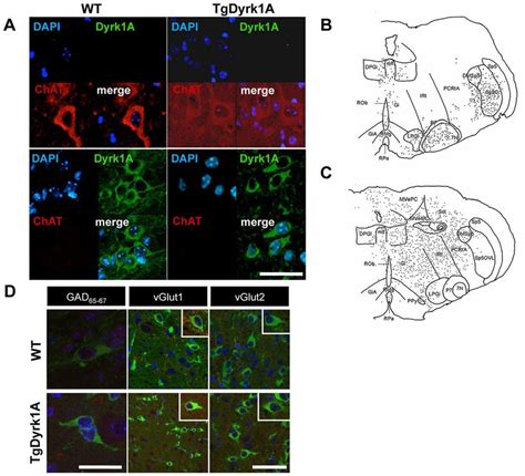 Dyrk1a Expression In The Brainstem At Postnatal Day 7 A D Collapsed