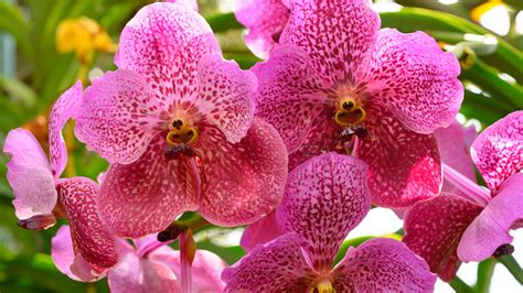 How To Propagate Orchids Expert Tips For Three Key Methods Homes