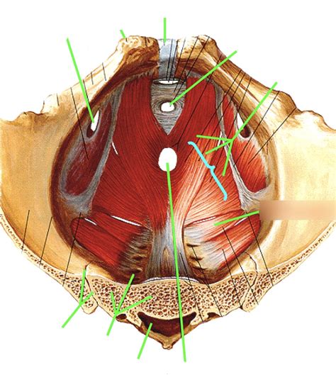 Pelvic Diaphragm Superior View Diagram Quizlet