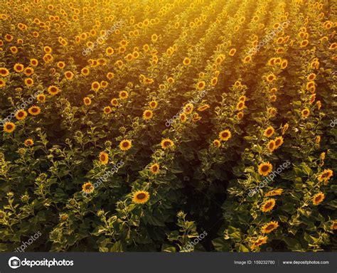 Aerial view of sunflower field in summer sunset Stock Photo by ...