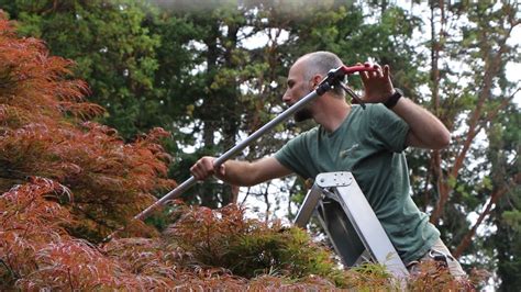 How To Prune In Summer Laceleaf Japanese Maple Youtube