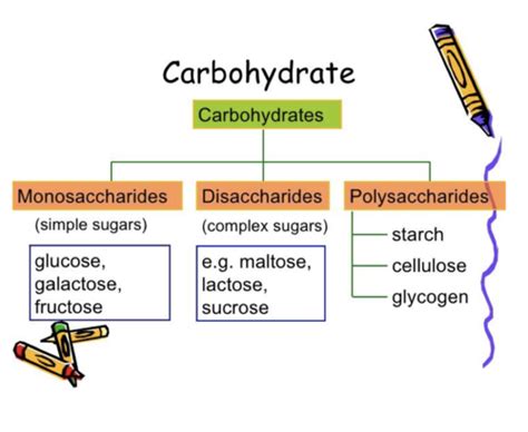 Bio Carbohydrates Flashcards Quizlet