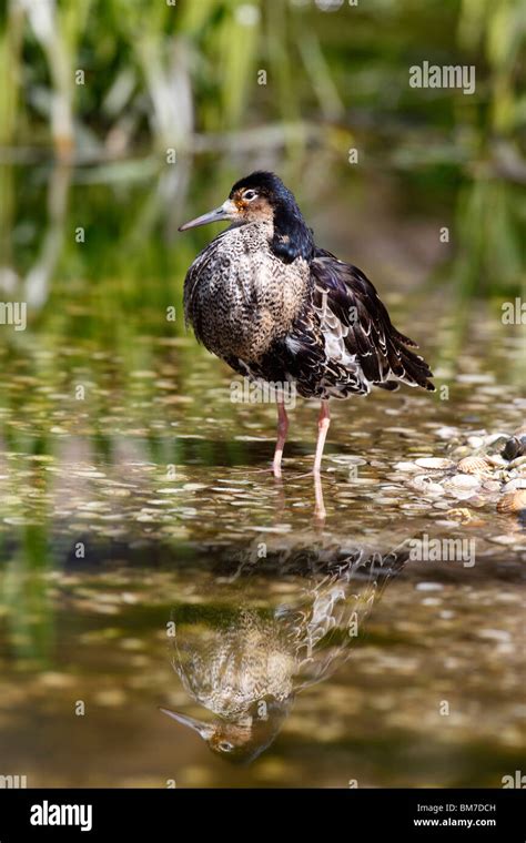 Ruff Philomachus Pugnax Male In Breeding Plumage Front View Stock