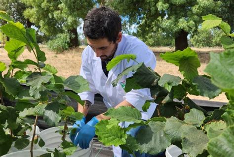 Taller De Avellano Europeo Para Contrarrestar Enfermedad Que Afecta