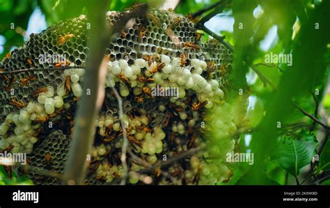 Hexagonal Cells With Larva Of Common Yellow Wasp Or Ropalidia Marginata Exposed Center Of Wasp