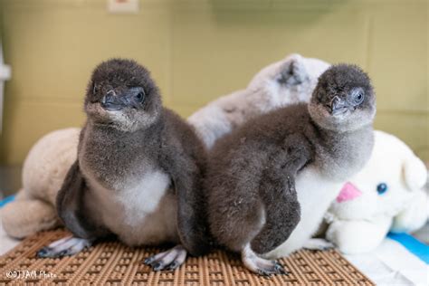 Red Planet Landing Inspires Names for Little Blue Penguin Chicks at the Cincinnati Zoo ...