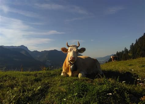 L Etivaz AOP Kaas Uit Zwitserland