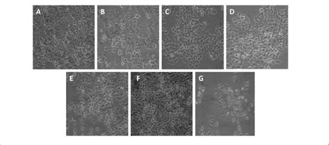 Morphological Assessment By Phase Contrast Microscopy Of Hepg2 Cells