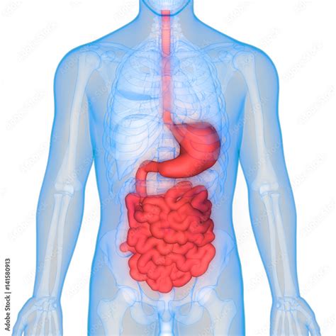 Human Digestive system Anatomy (Stomach with Small Intestine) Stock ...