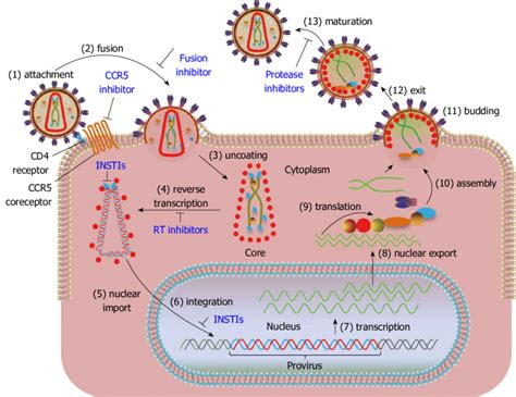 Overview Of Human Immunodeficiency Virus Type Replication Cycle