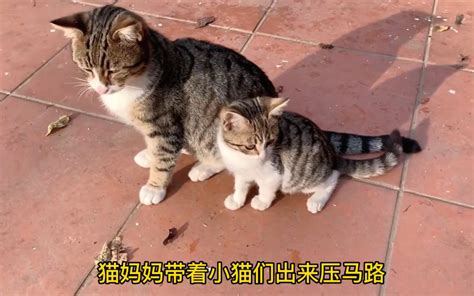 猫妈妈带着小猫们出来压马路 哔哩哔哩