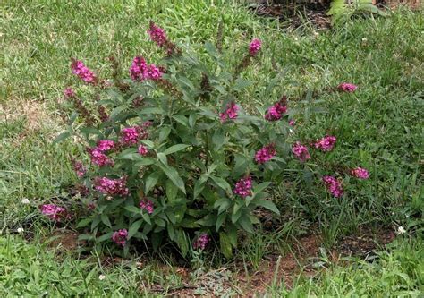 Butterfly Bush Buddleja Davidii Buzz Hot Raspberry In The Butterfly Bushes Database Garden Org