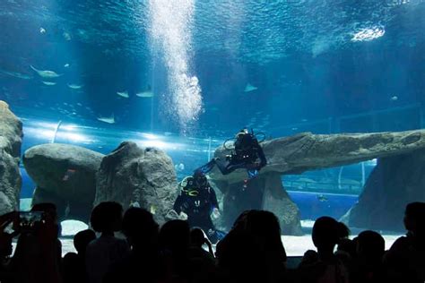 Rio de Janeiro Tickets für das Meeresaquarium GetYourGuide