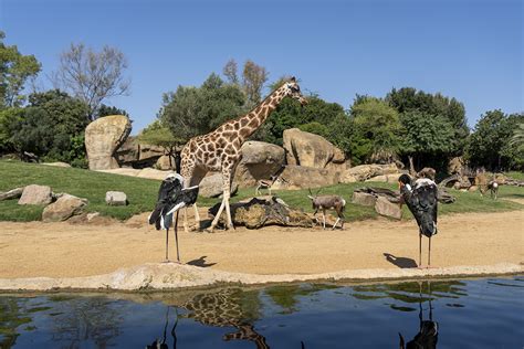 Bioparc Valencia Salva In Extremis Una Cr A De Gacela