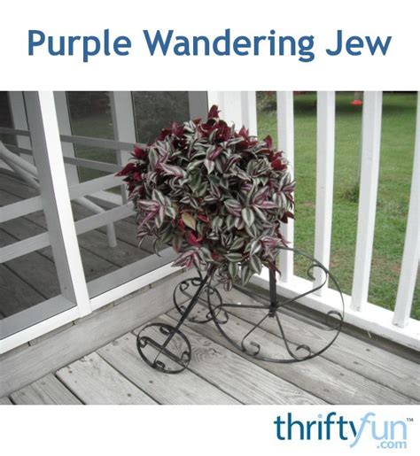 Purple Wandering Jew | ThriftyFun