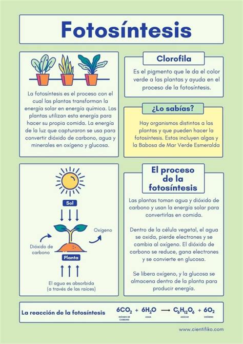 Conceptos Clave Sobre La Fotosíntesis