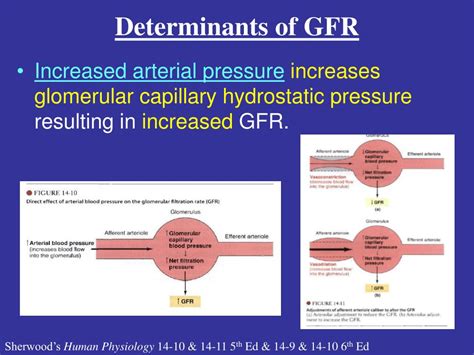 Ppt Determinants Of Gfr Powerpoint Presentation Free Download Id