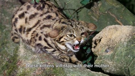 The Black Footed Cat Natures Tiny Hunter Youtube