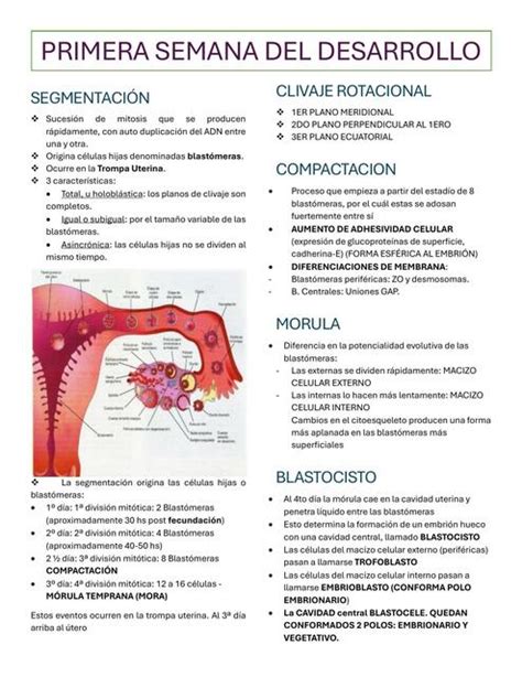 Primera Y Segunda Semana Del Desarrollo Moly UDocz