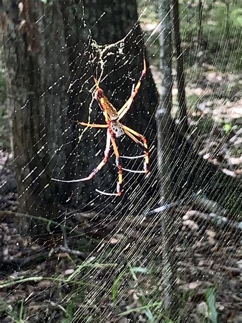 Golden Silk Spider From SH 332 Lake Jackson TX US On September 25