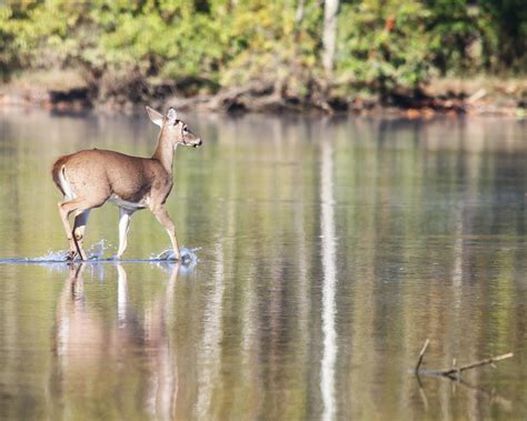 Deer On The Lake Photograph By Tom Strutz Fine Art America