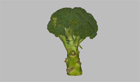 3d Model Broccoli Vr Ar Low Poly Cgtrader