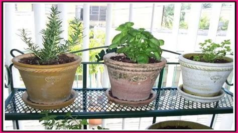 The Ultimate Guide to Starting an Indoor Herb Garden