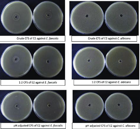 Agar Cup Method Test Of Ecobion E2 Cfs Against E Faecalis And C