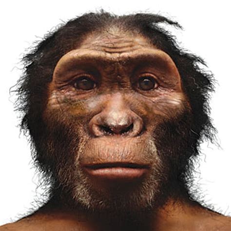 The Human Pedigree A Timeline Of Hominid Evolution Scientific American