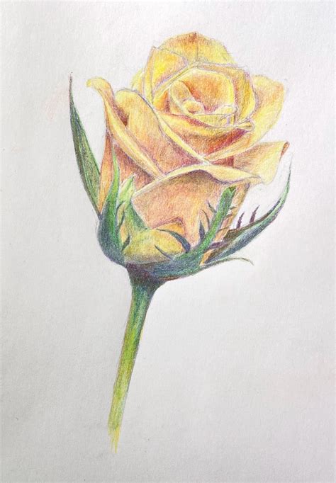 Yellow Rose Botanical – Art Bern