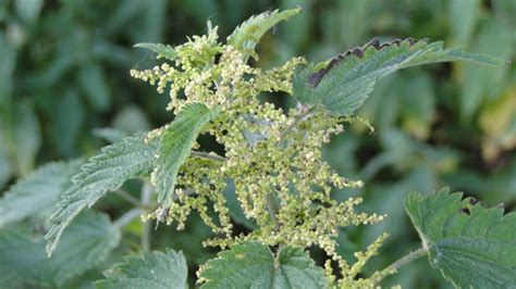 Flora Van Nederland Grote Brandnetel Urtica Dioica