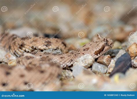 Crotalus Cerastes Cercobombus Stock Image - Image of rattler, nature ...