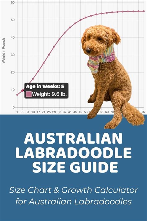 Yorkipoo Size Chart for Standard and Small Yorkipoos