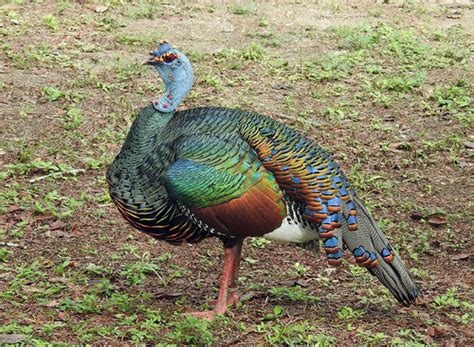 Meleagris Ocellata Filo Chordata Clase Aves Listado De Especies