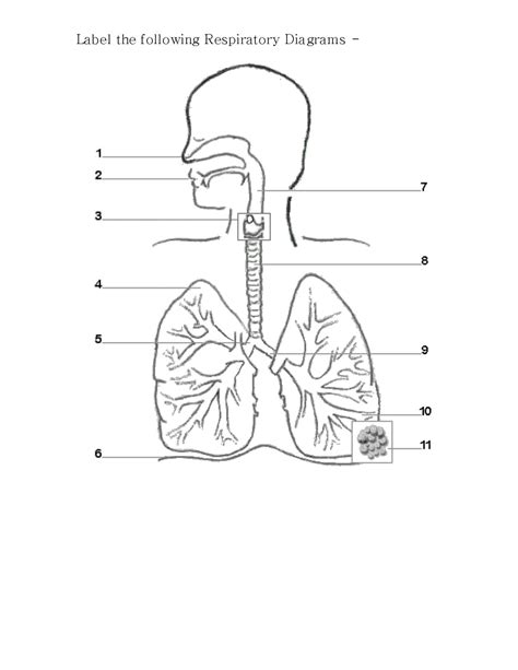 Respiratory System Labeling Activity