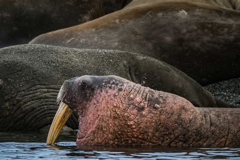 A Sea Lion Swimming · Free Stock Photo