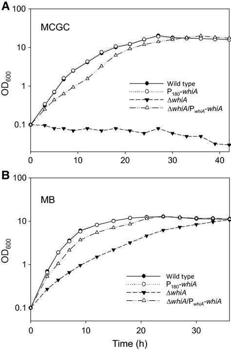 Growth Of Corynebacterium Glutamicum Strains In Mcgc Minimal A Or Mb