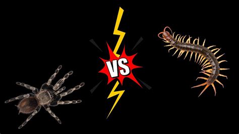 Tarantula Vs Centipede YouTube