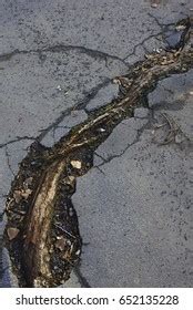 Tree Roots Cracking Asphalt Road Stock Photo 652135228 Shutterstock