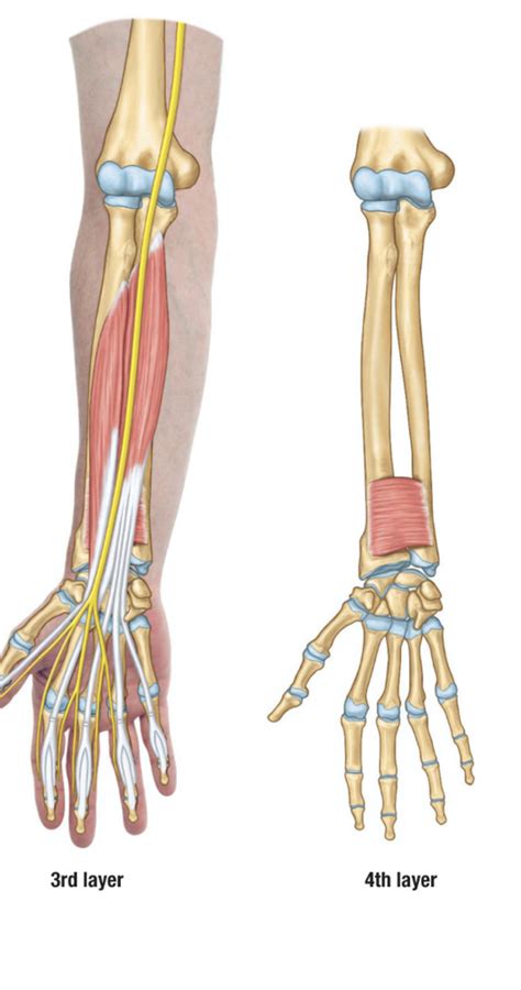 Muscles Of Arm And Forearm Part Diagram Quizlet