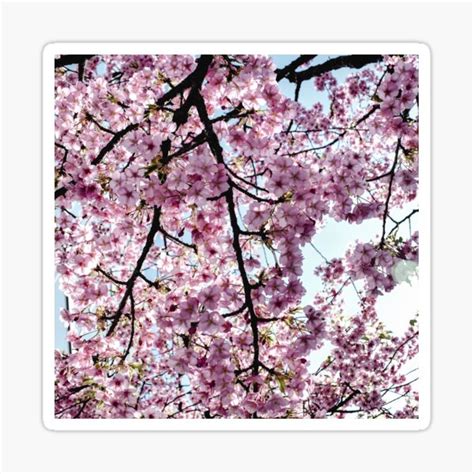 "Cherry Blossom Tree" Sticker for Sale by Fibonaccii | Redbubble