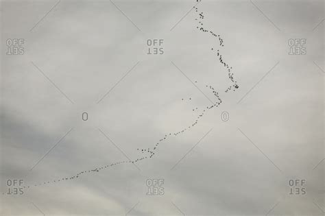 Large flock of birds flying in echelon formation stock photo - OFFSET